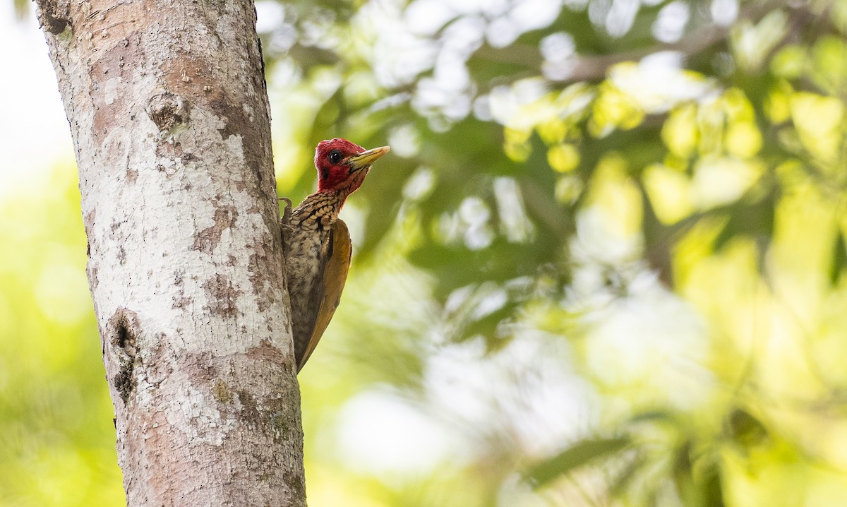 Red-headed Flameback - Forest Botial-Jarvis