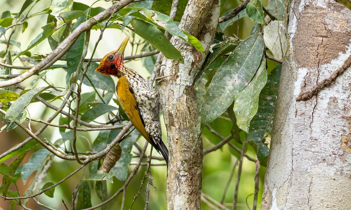 Red-headed Flameback - Forest Botial-Jarvis