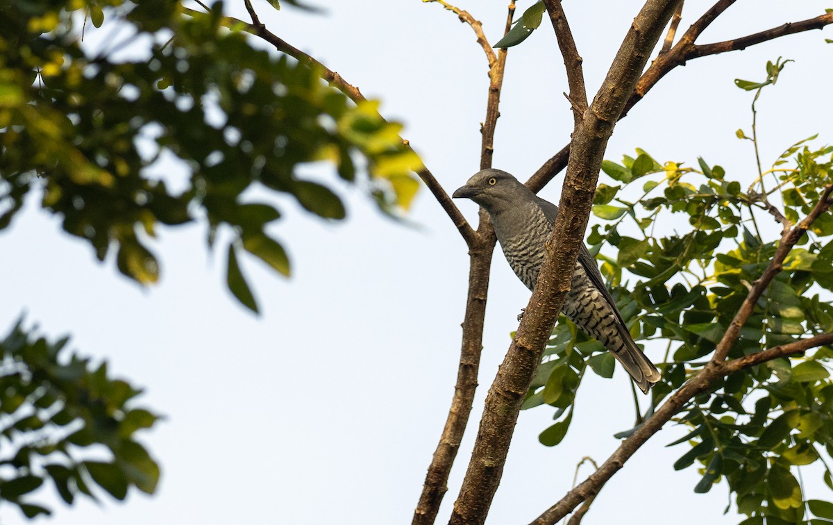 Bar-bellied Cuckooshrike (Philippine) - ML517256791