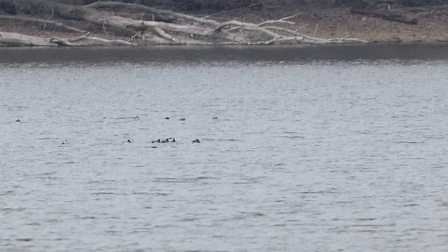 Greater/Lesser Scaup - ML517257341