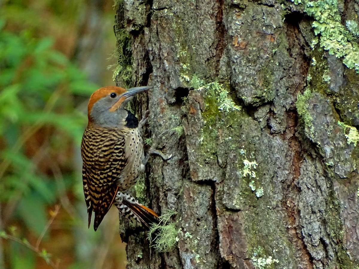 Guatemalan Flicker - ML51725761