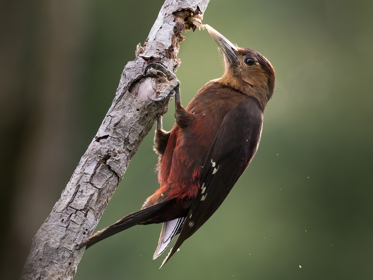 Okinawa Woodpecker - Dendrocopos noguchii - Birds of the World