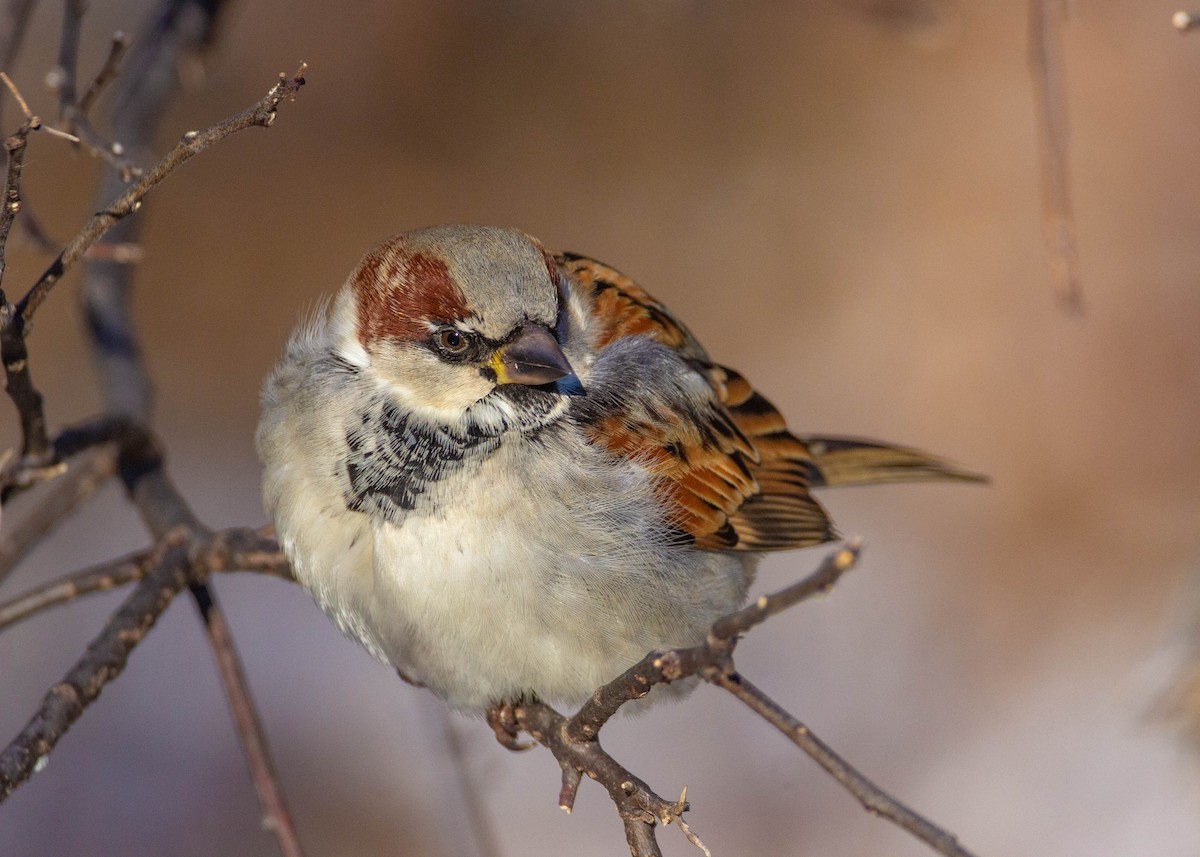 House Sparrow - Tom Lally