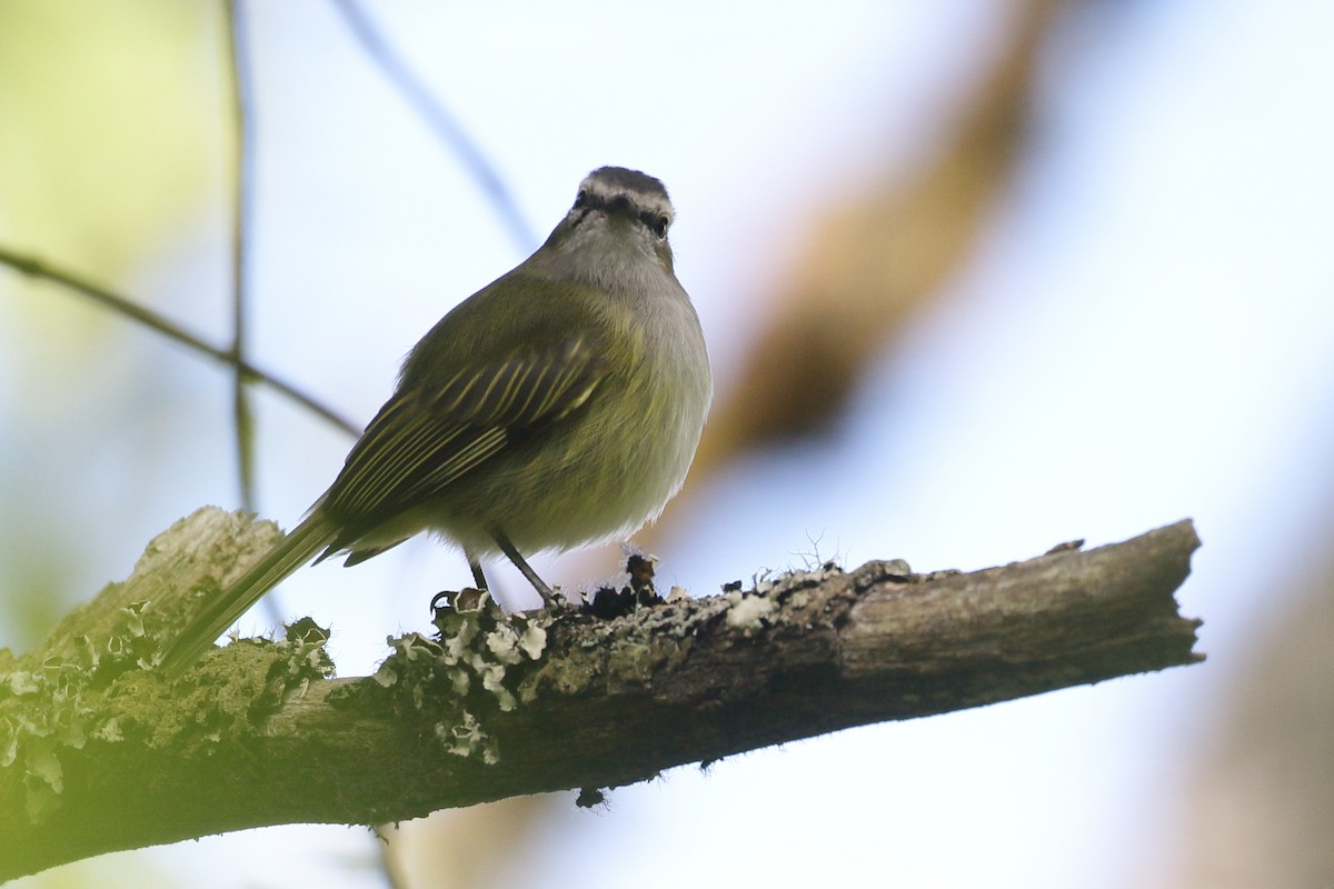 Tyranneau gobemoucheron - ML517260101