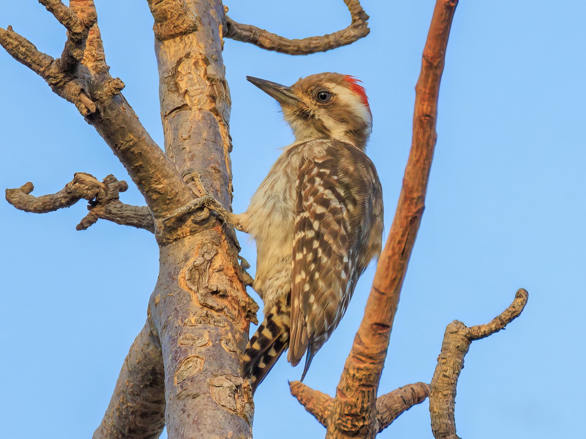 Brown-backed Woodpecker - Dendropicos obsoletus - Birds of the World