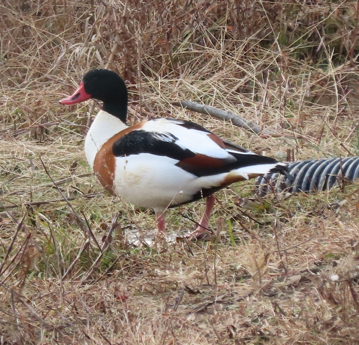 eBird Checklist - 27 Dec 2022 - Lebanon Landfill, GLRA (restricted ...