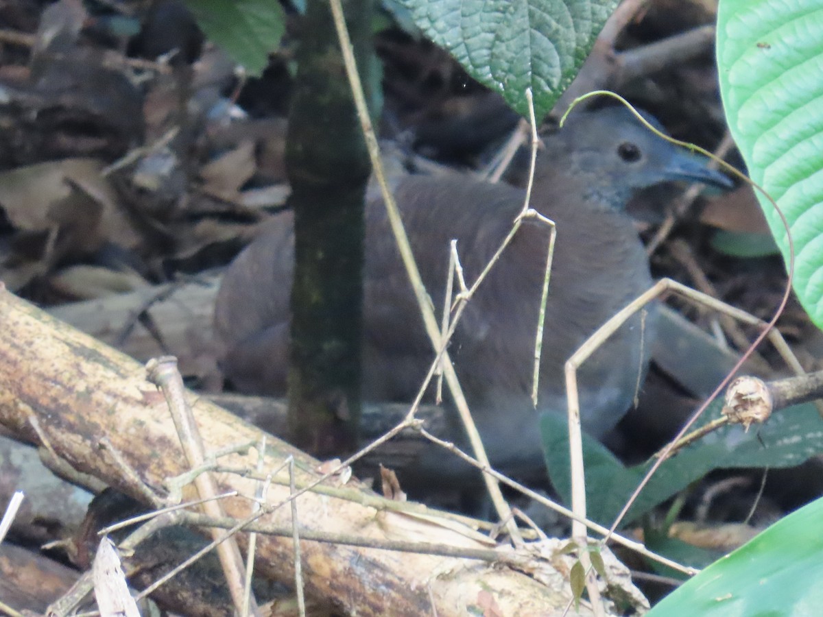 Undulated Tinamou - John Cooper