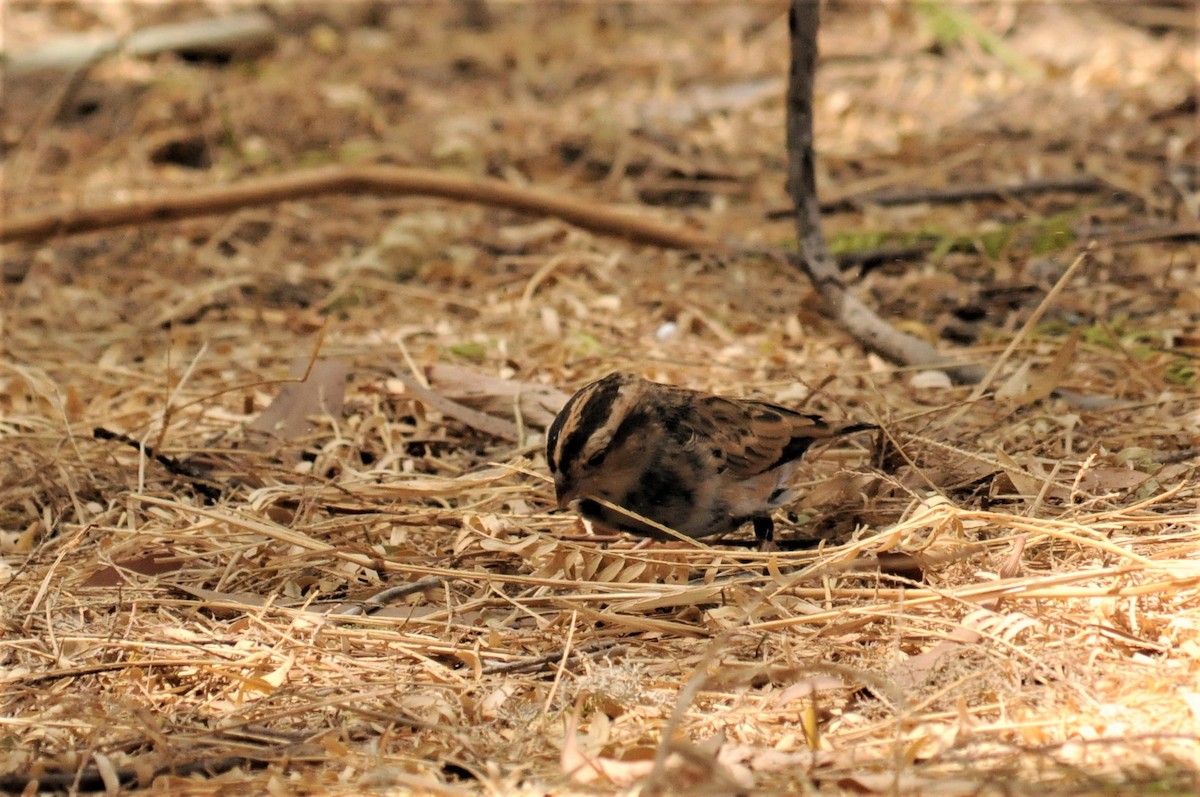 Village Indigobird - ML51726321