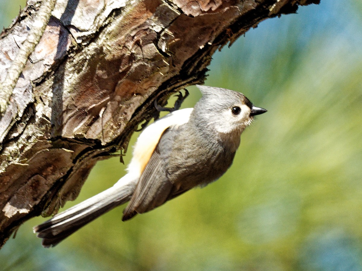 Tufted Titmouse - ML517264601