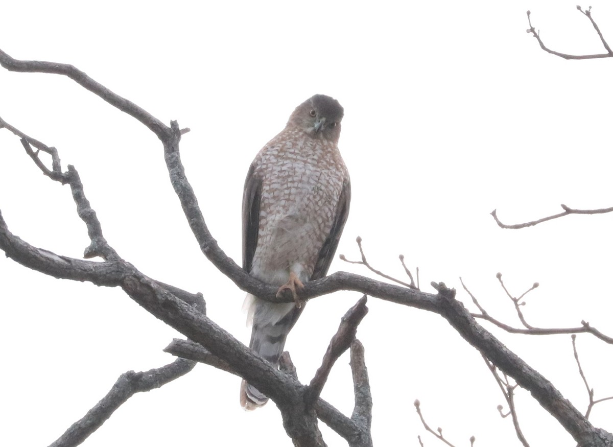 Cooper's Hawk - ML517265891