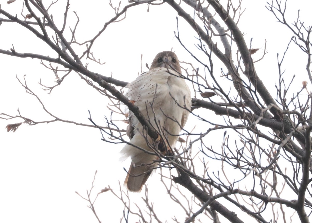 Red-tailed Hawk - ML517266051