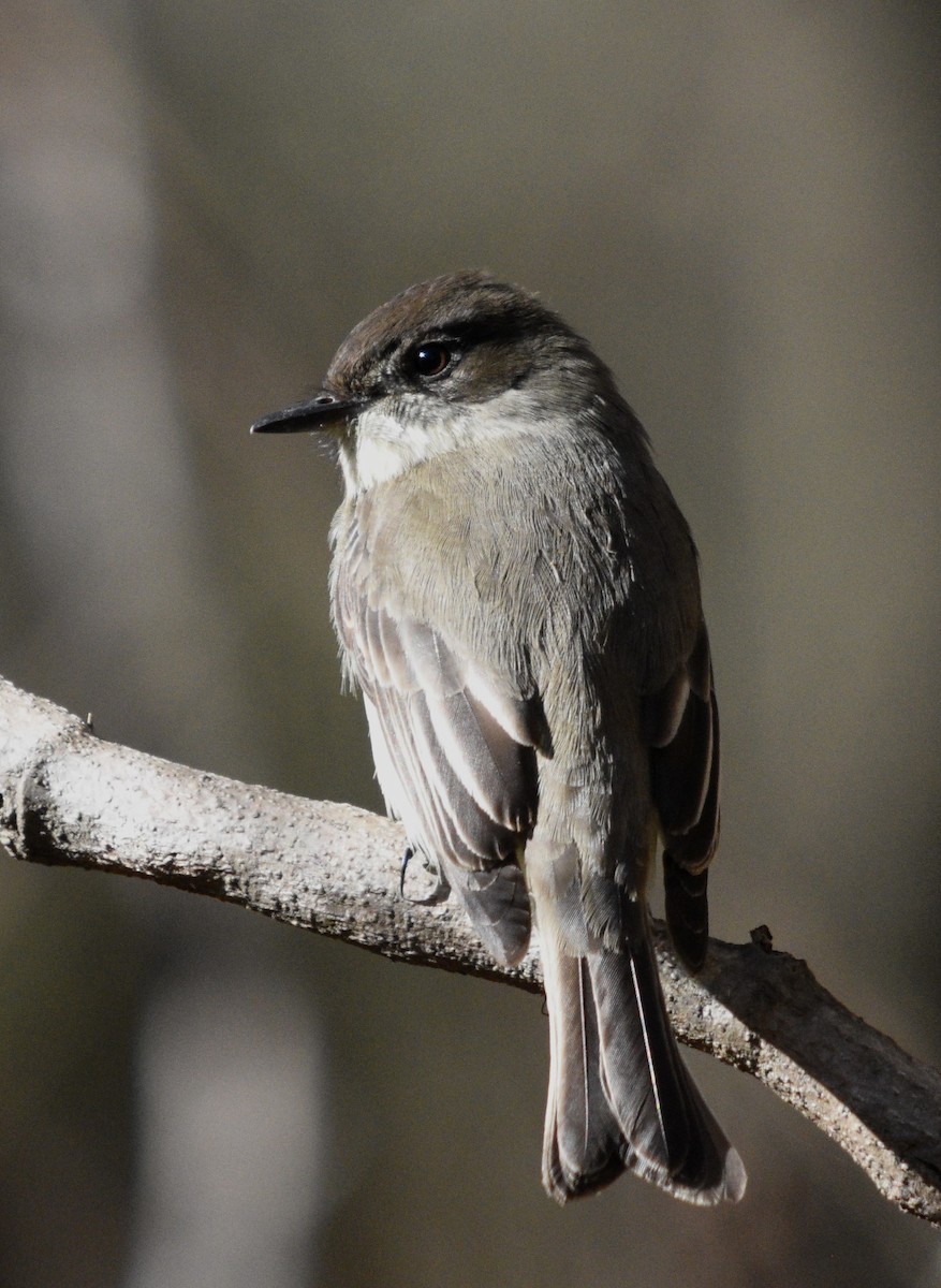 Eastern Phoebe - ML517266211