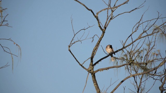 Noisy Friarbird - ML517267