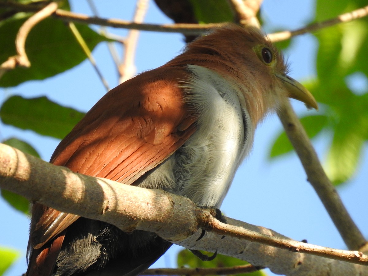 Squirrel Cuckoo - Leandro Niebles Puello