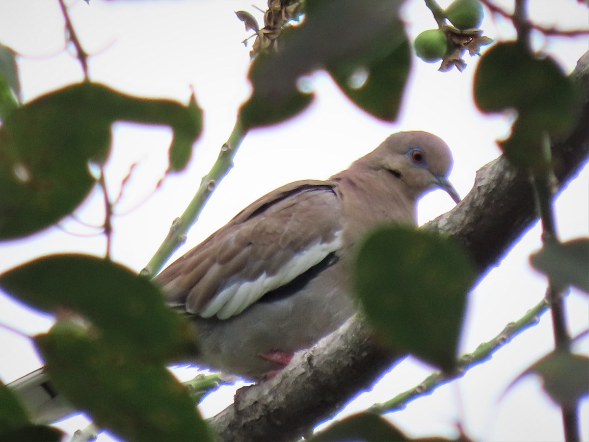 White-winged Dove - ML517267411