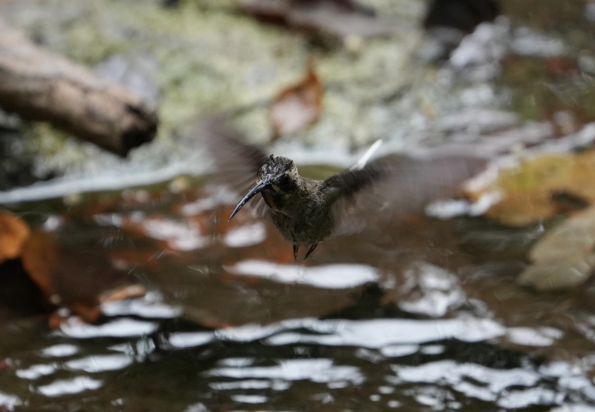 Long-billed Hermit (Baron's) - ML517268981