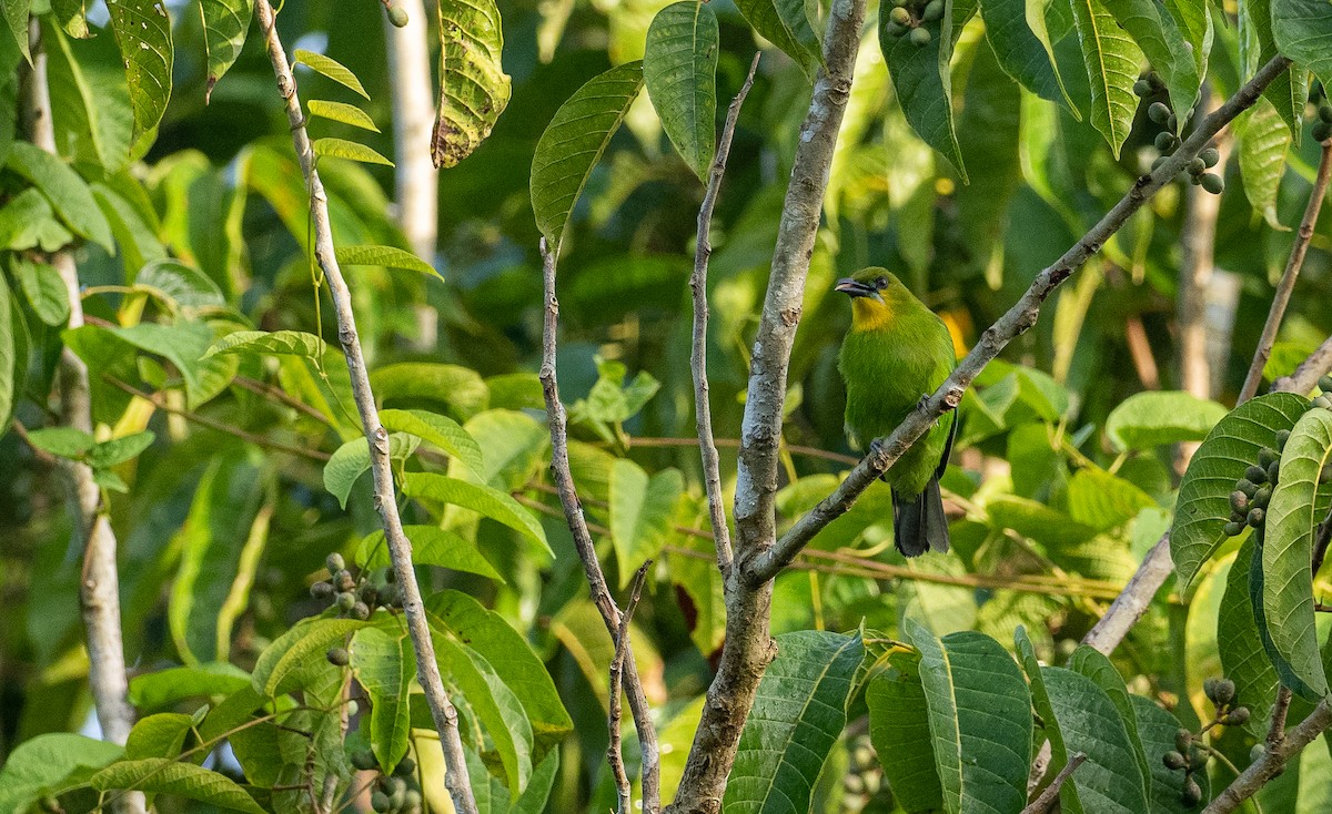 Yellow-throated Leafbird - Forest Botial-Jarvis