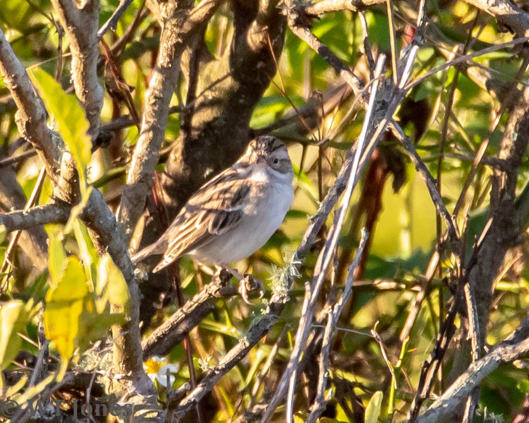 Clay-colored Sparrow - Wally Jones