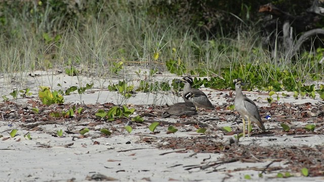 Beach Thick-knee - ML517270