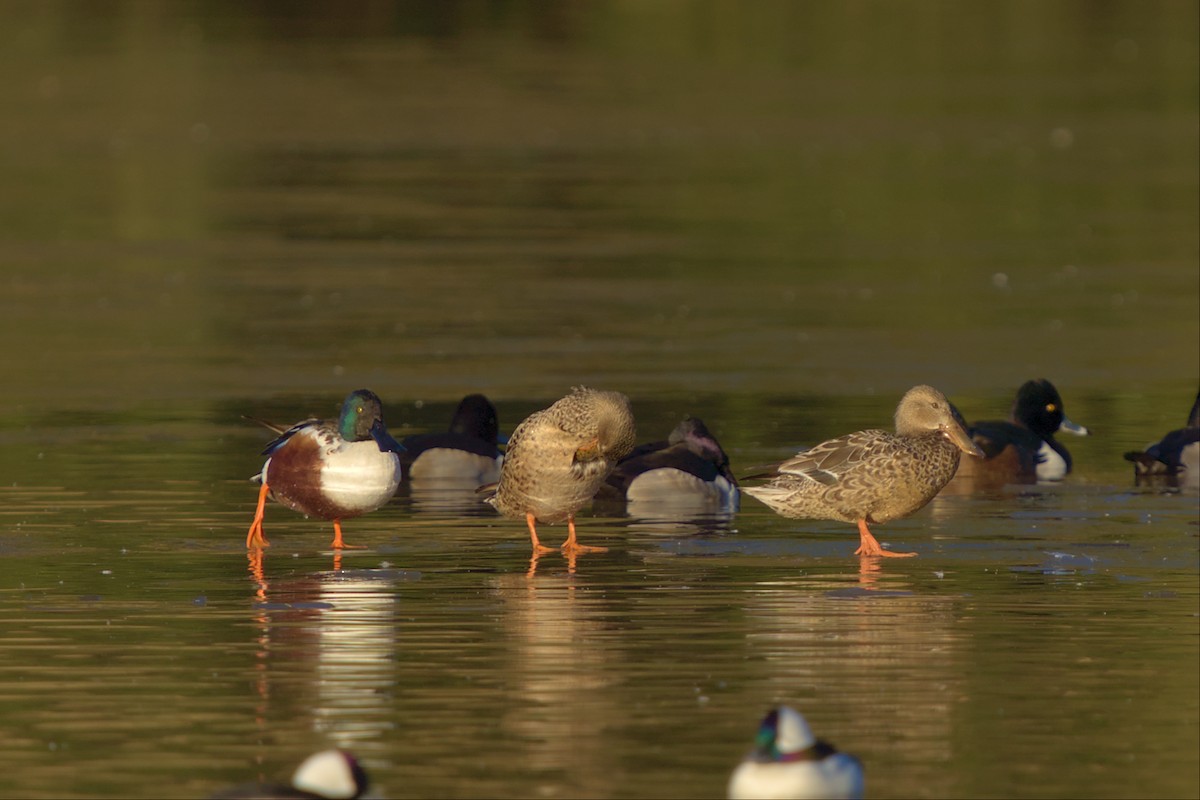 Northern Shoveler - Mark Montazer