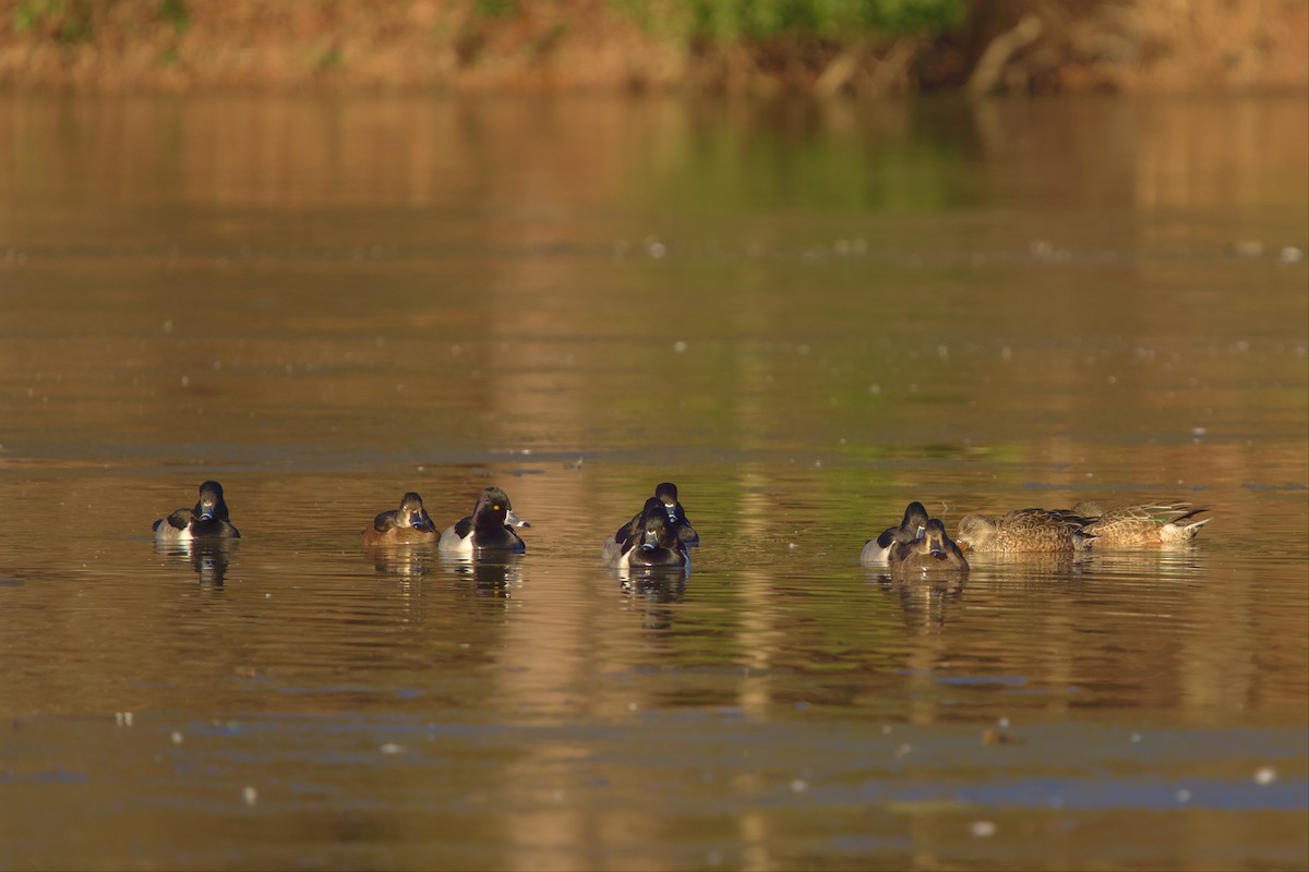 Ring-necked Duck - ML517270511