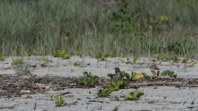 Beach Thick-knee - ML517271