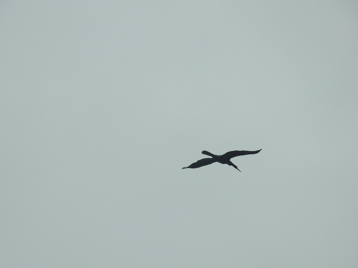 Anhinga Americana - ML517271181