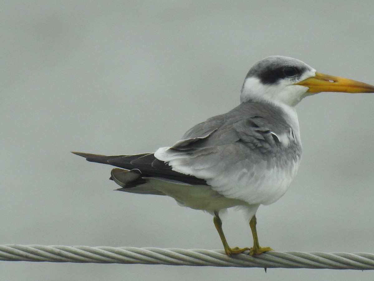 Large-billed Tern - Leandro Niebles Puello