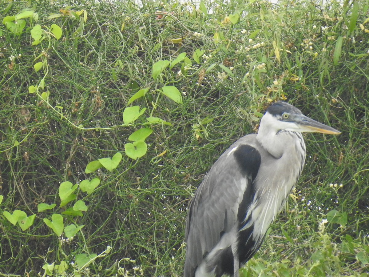 Cocoi Heron - Leandro Niebles Puello