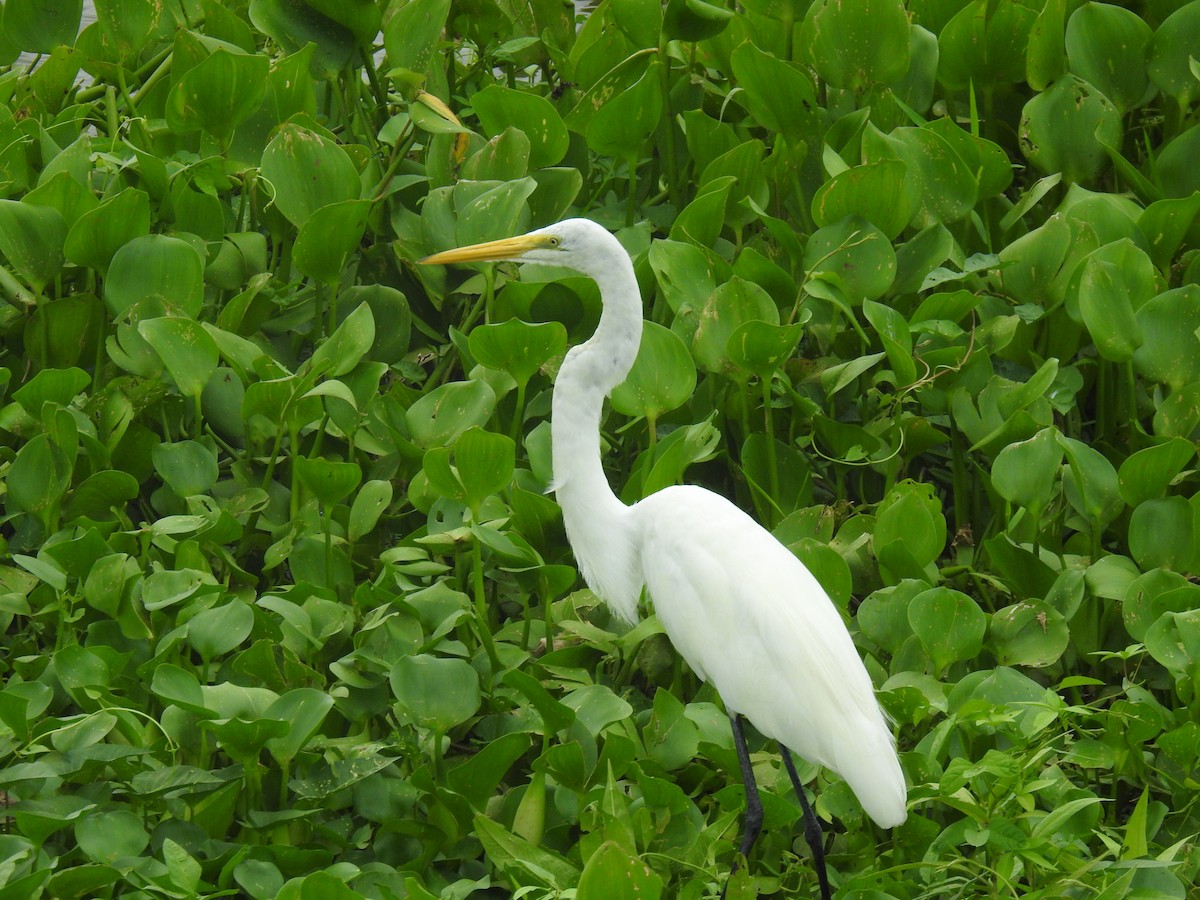 Great Egret - Leandro Niebles Puello