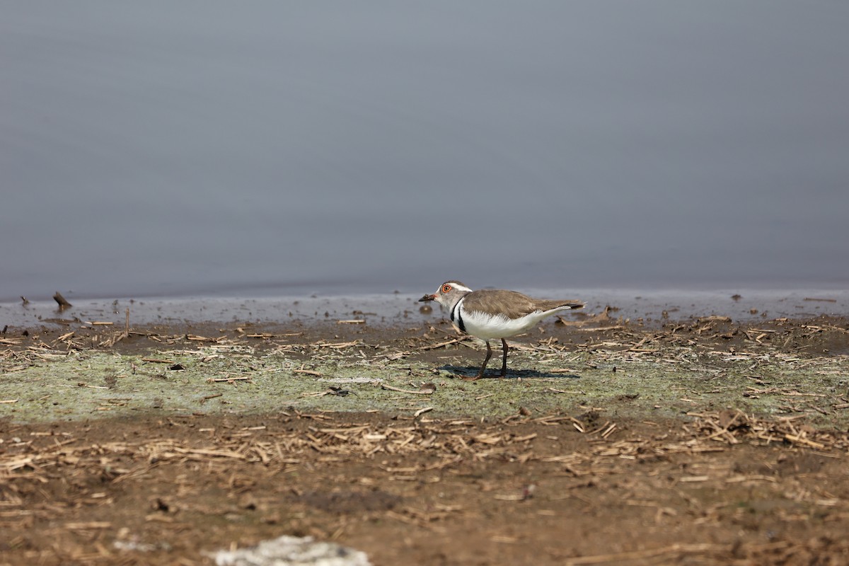 Three-banded Plover - ML517273371