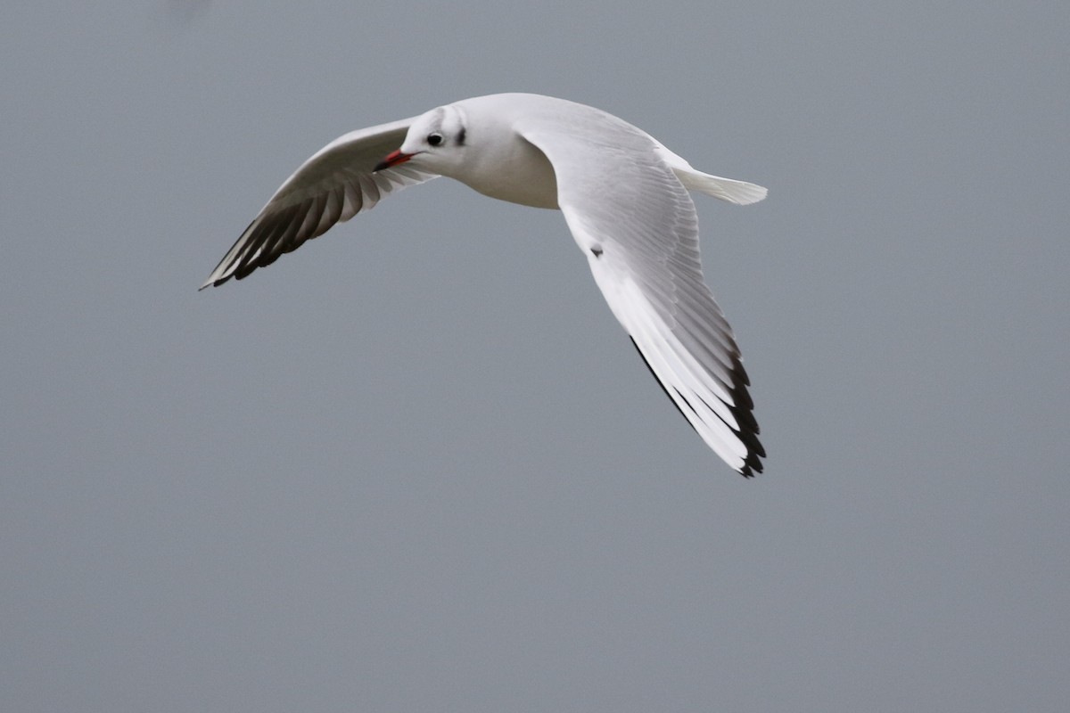 Black-headed Gull - ML517273911