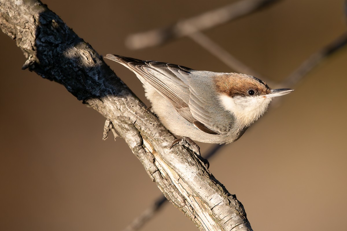 Brown-headed Nuthatch - ML517274721