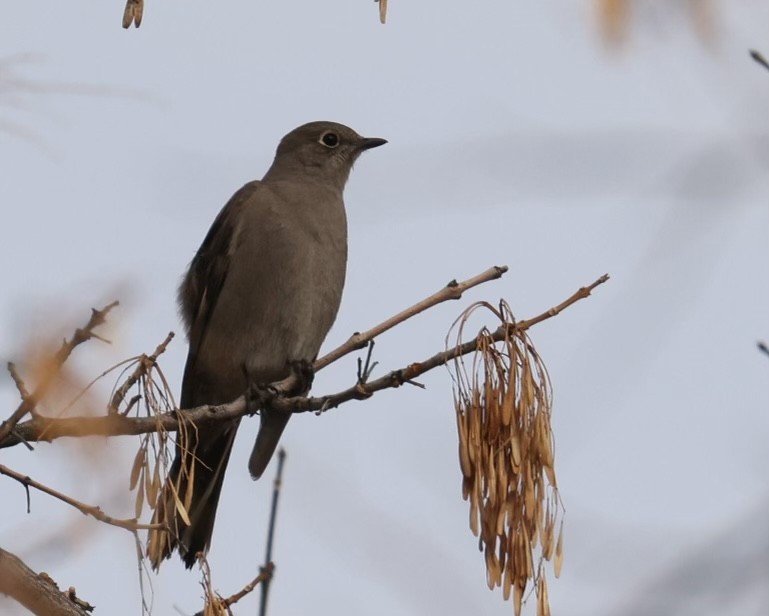 Townsend's Solitaire - ML517275091