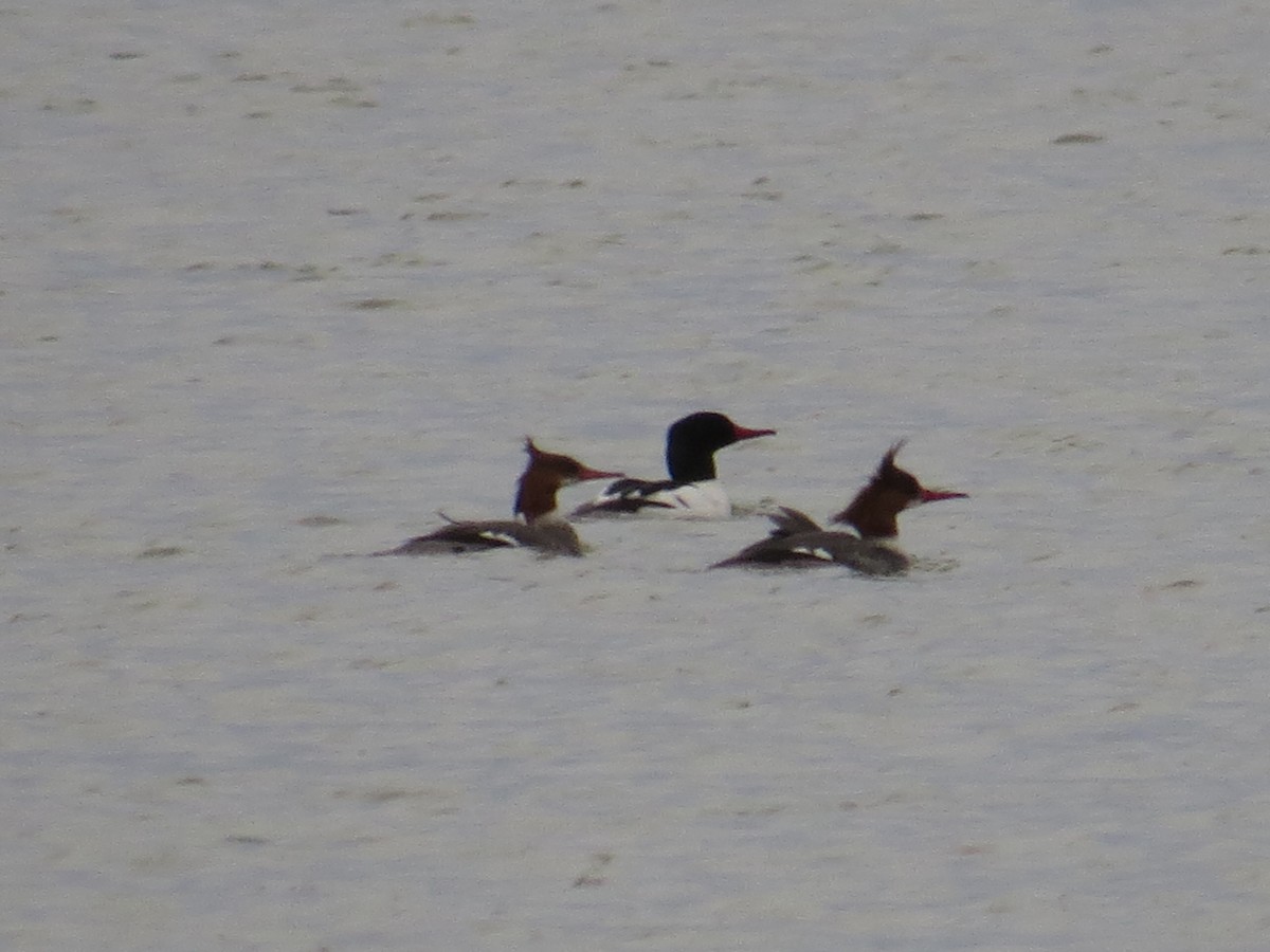 Common Merganser - ML51727511