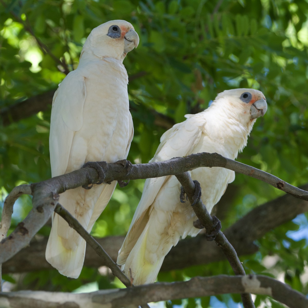 Little Corella - Jonathan Mills-Anderson