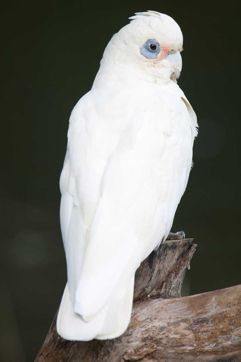 Nacktaugenkakadu - ML517275681