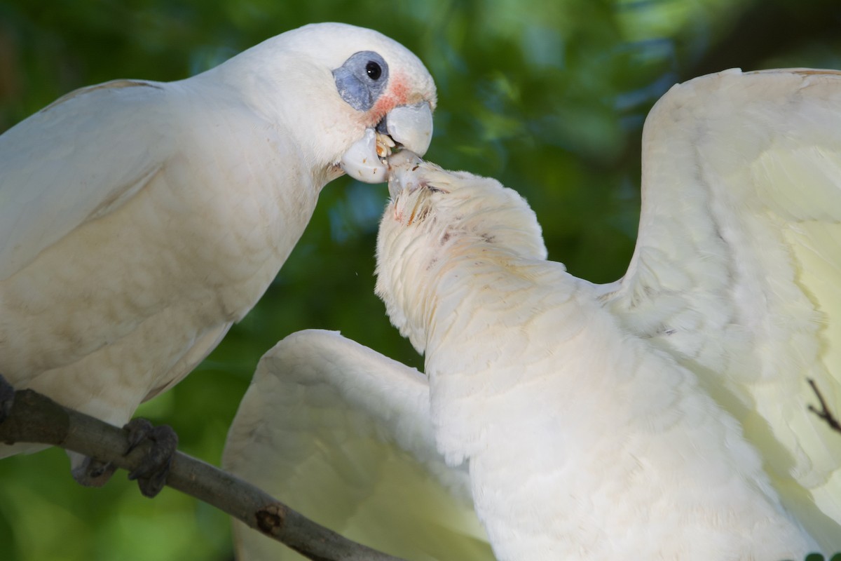 Little Corella - Jonathan Mills-Anderson