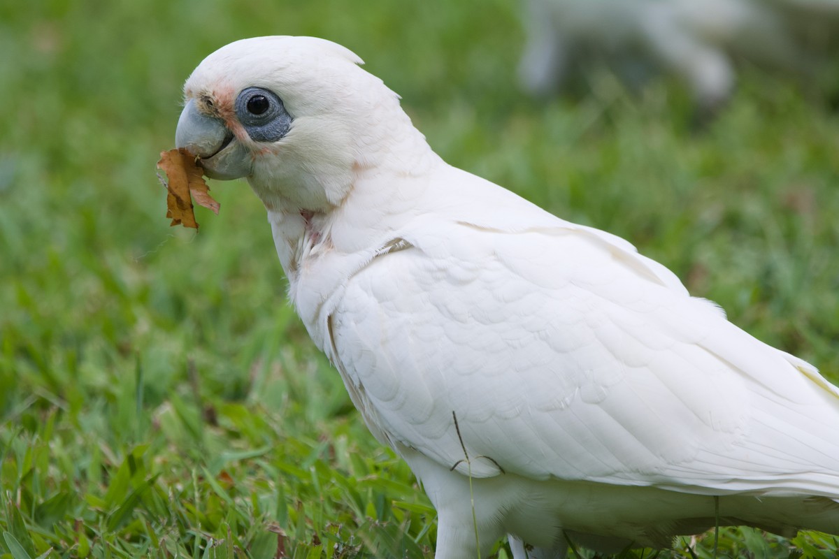 Cacatoès corella - ML517275711