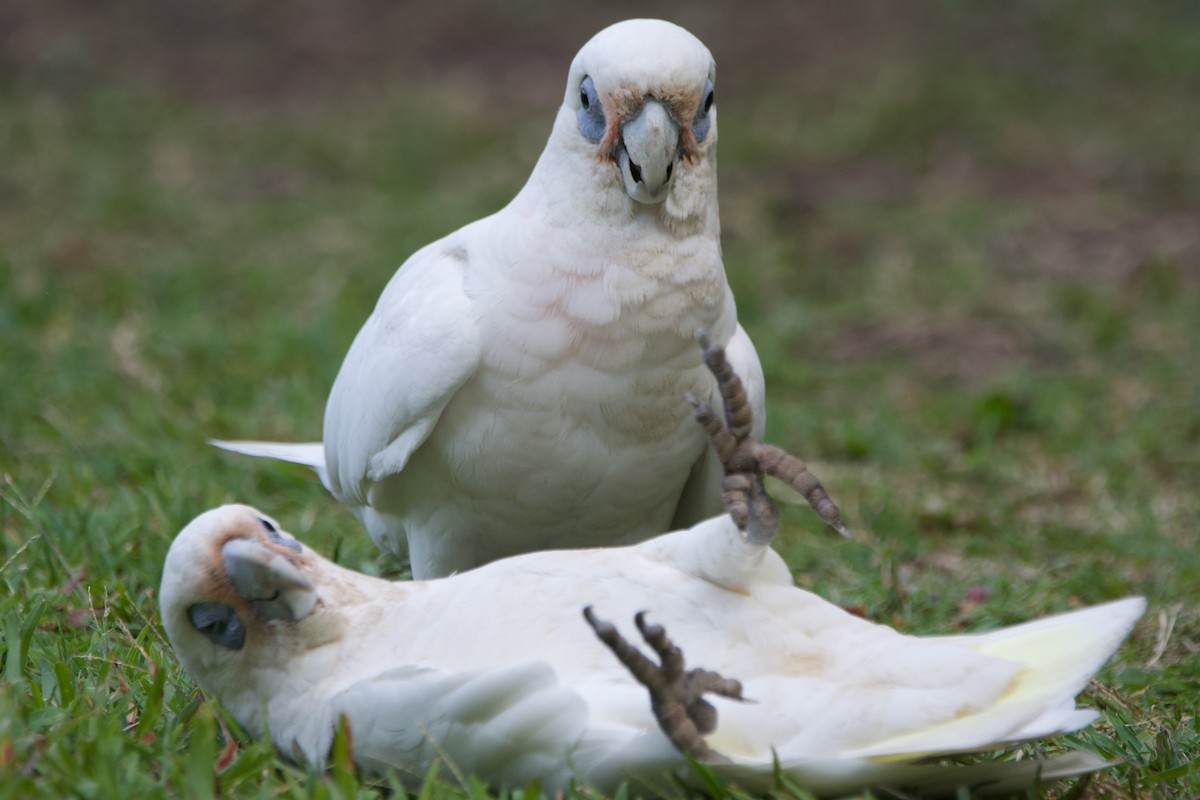 Little Corella - Jonathan Mills-Anderson