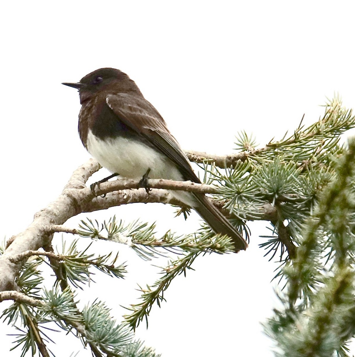 Black Phoebe - raymond bruijnes