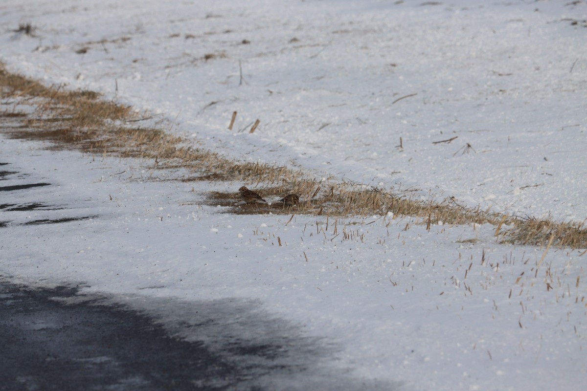 Lapland Longspur - denise simonl