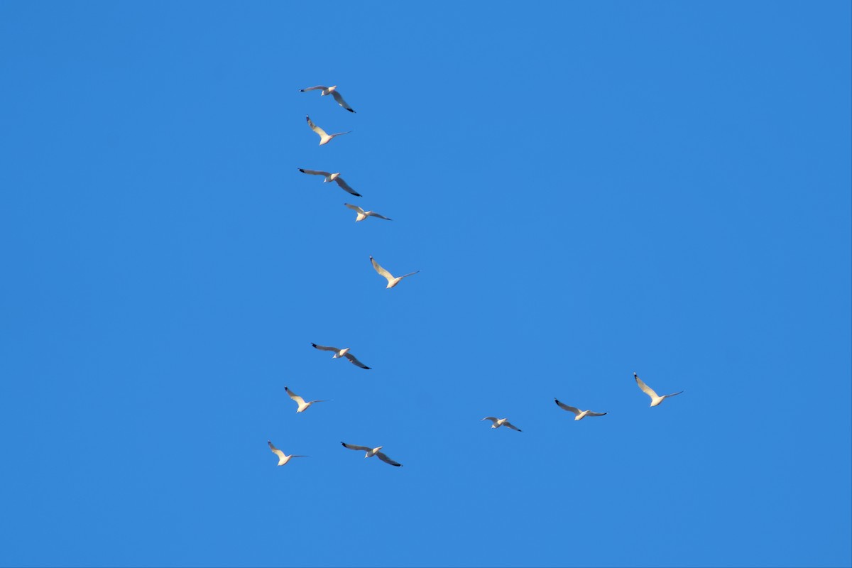 Ring-billed Gull - ML517276851