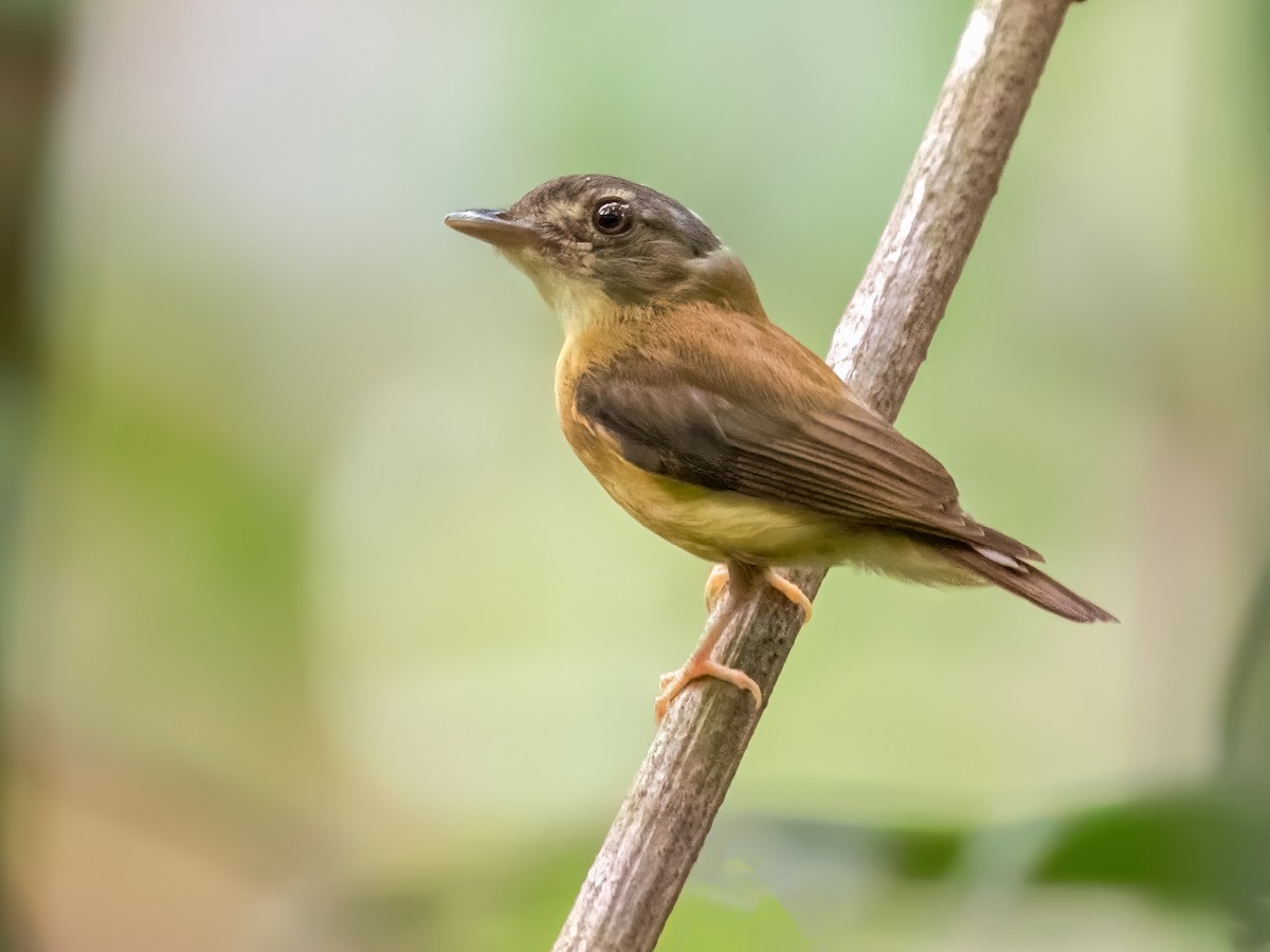 White-crested Spadebill