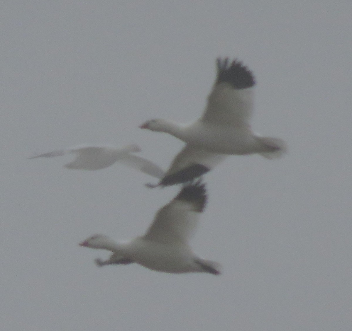 Snow Goose - ML517277641