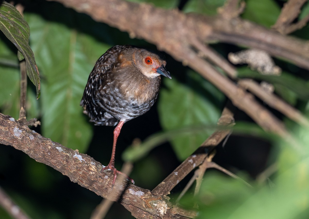 Red-legged Crake - ML517277801