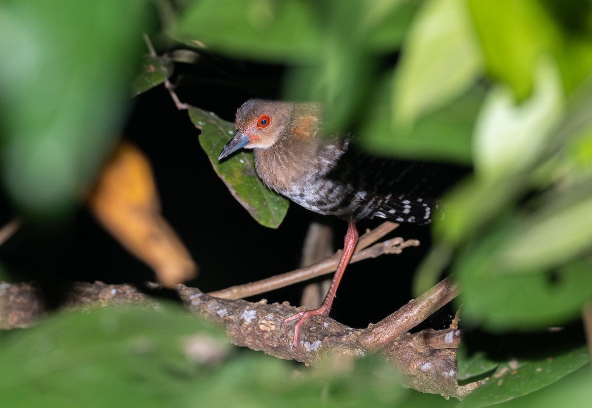 Red-legged Crake - ML517277811