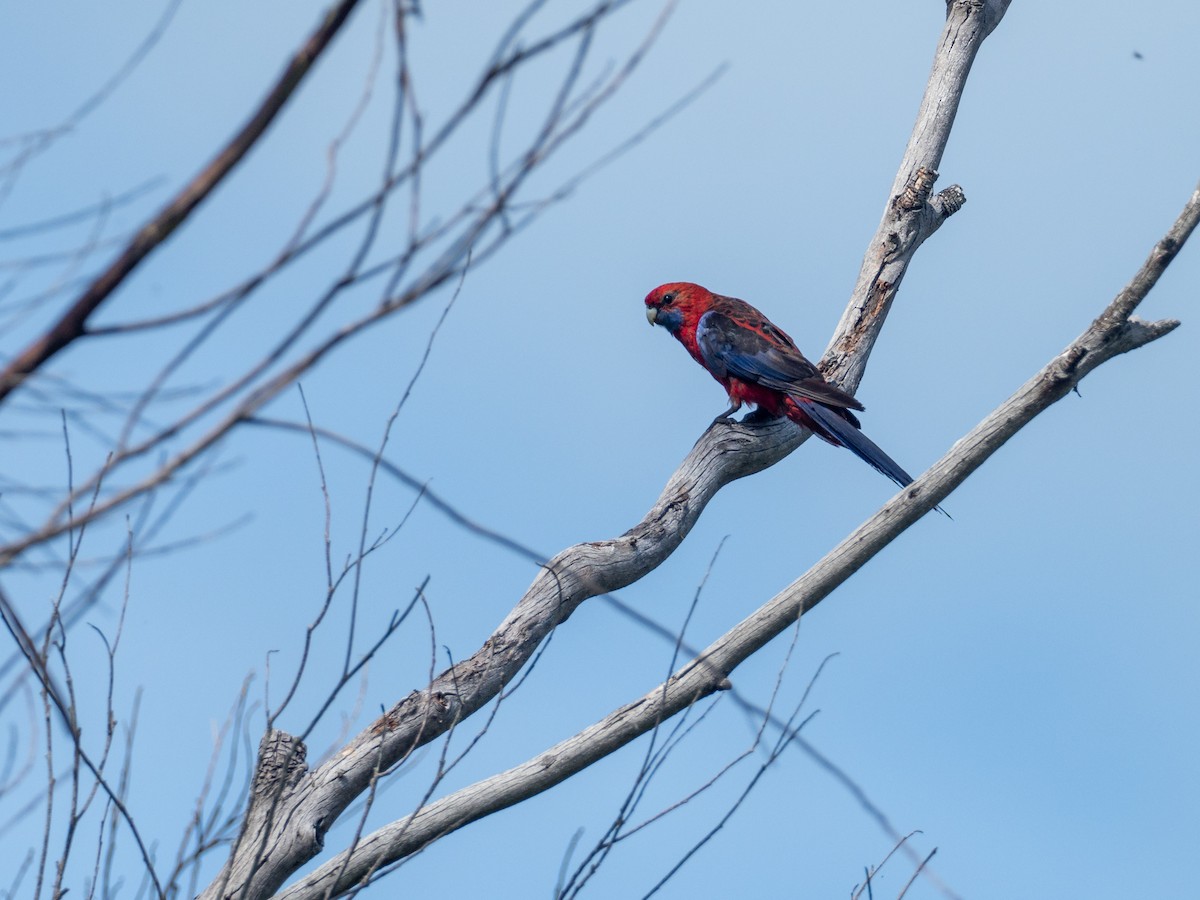 Crimson Rosella - Mike Greenfelder