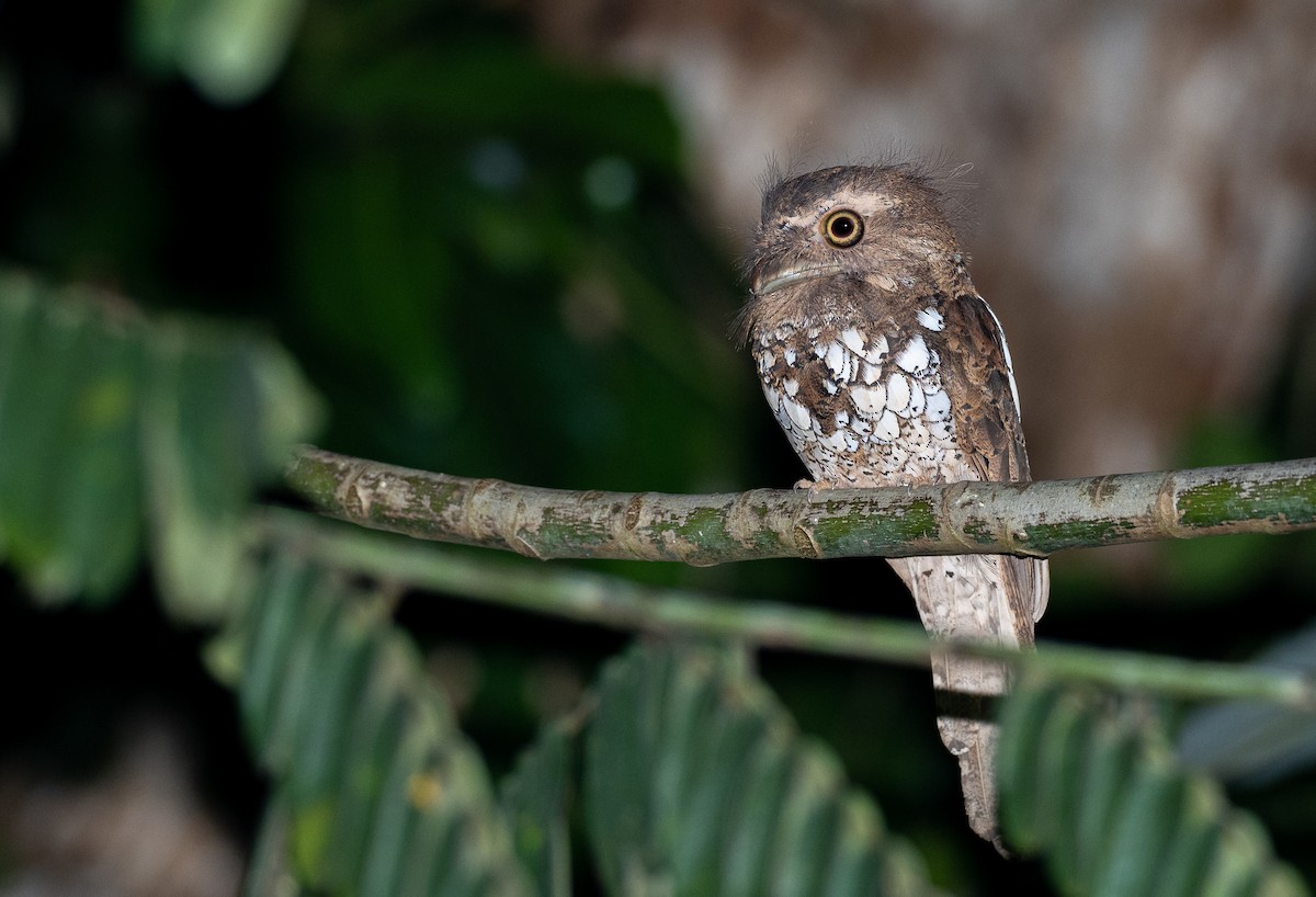 Palawan Frogmouth - ML517279071