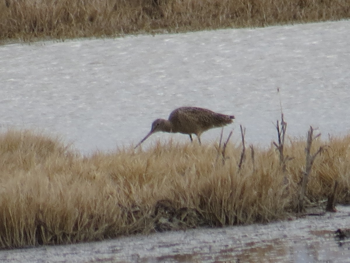 Marbled Godwit - ML51727921